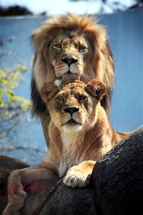 female lion photos|male lion standing behind female.